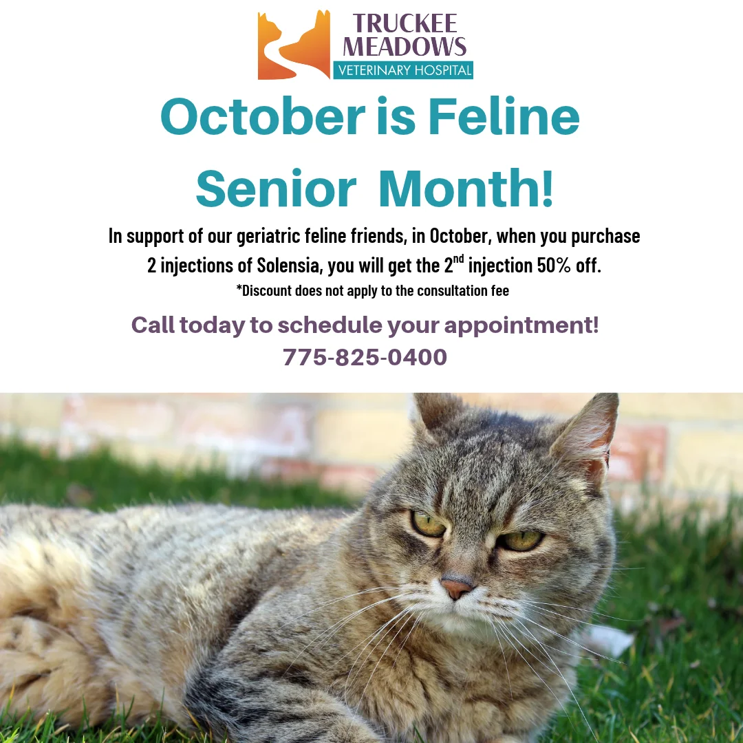 Truckee Meadows Veterinary Hospital: Veterinarian in Reno, NV, photo 1