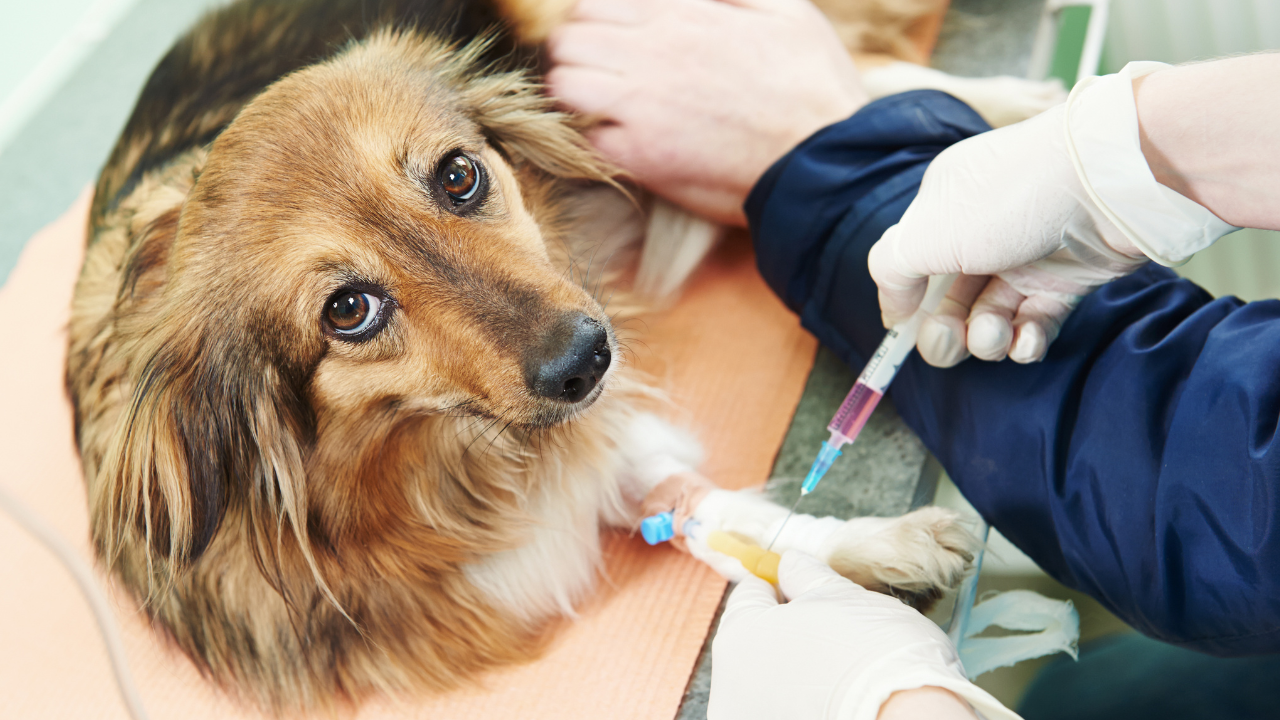 Truckee Meadows Veterinary Hospital: Veterinarian in Reno, NV, photo 2
