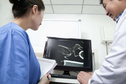 Truckee Meadows Veterinary Hospital: Veterinarian in Reno, NV, photo 3