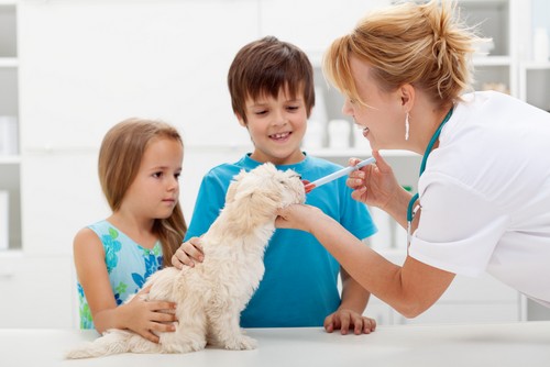 Truckee Meadows Veterinary Hospital: Veterinarian in Reno, NV, photo 4