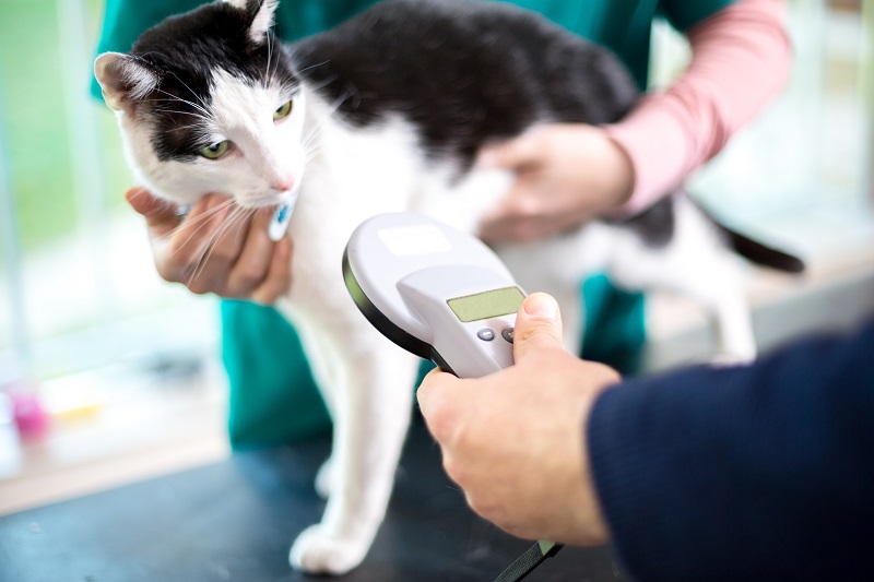 Truckee Meadows Veterinary Hospital: Veterinarian in Reno, NV, photo 5