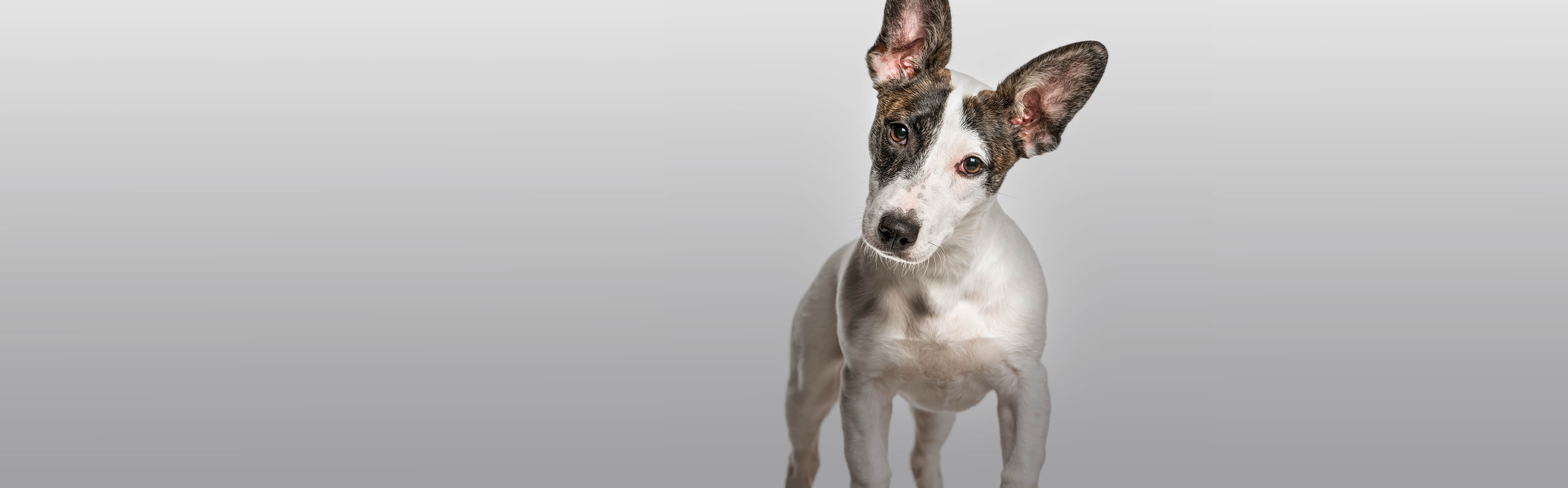 Care for Dogs & Cats Caughlin Ranch Animal Hospital Reno, NV, photo 2