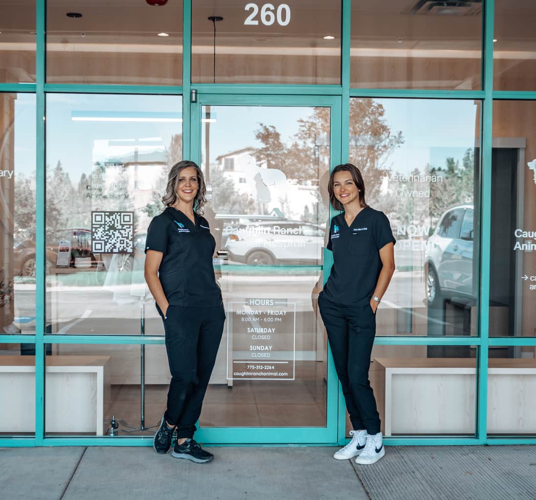 Care for Dogs & Cats Caughlin Ranch Animal Hospital Reno, NV, photo 3