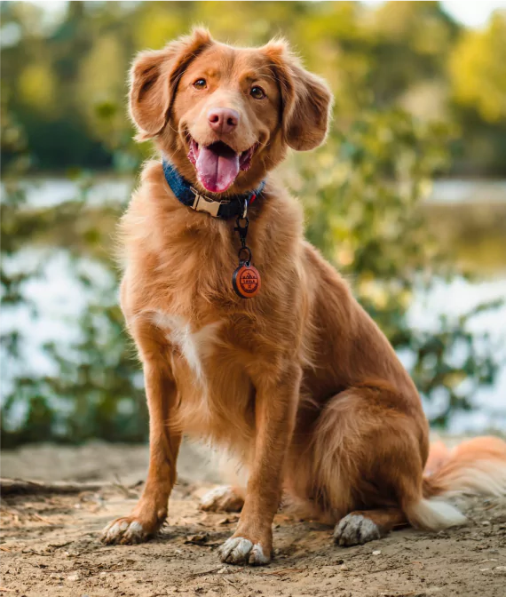 Aspen Animal Wellness: Veterinary Hospital in Reno, NV, photo 3