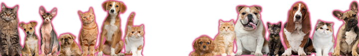 South Reno Veterinary Hospital Pet Exams, Vaccinations & Emergency ..., photo 2