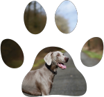 Visit Galena Veterinary Hospital in Reno!, photo 4