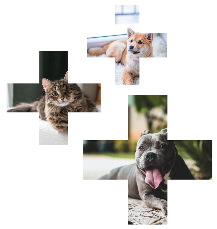 Visit Galena Veterinary Hospital in Reno!, photo 5